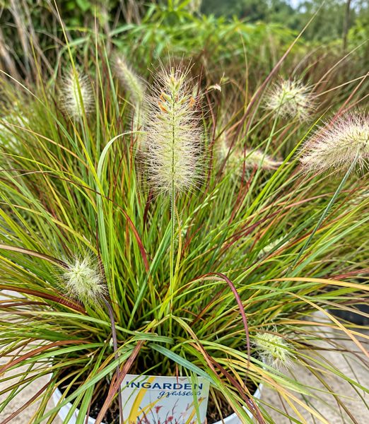 Pennisetum Burgundy bunny